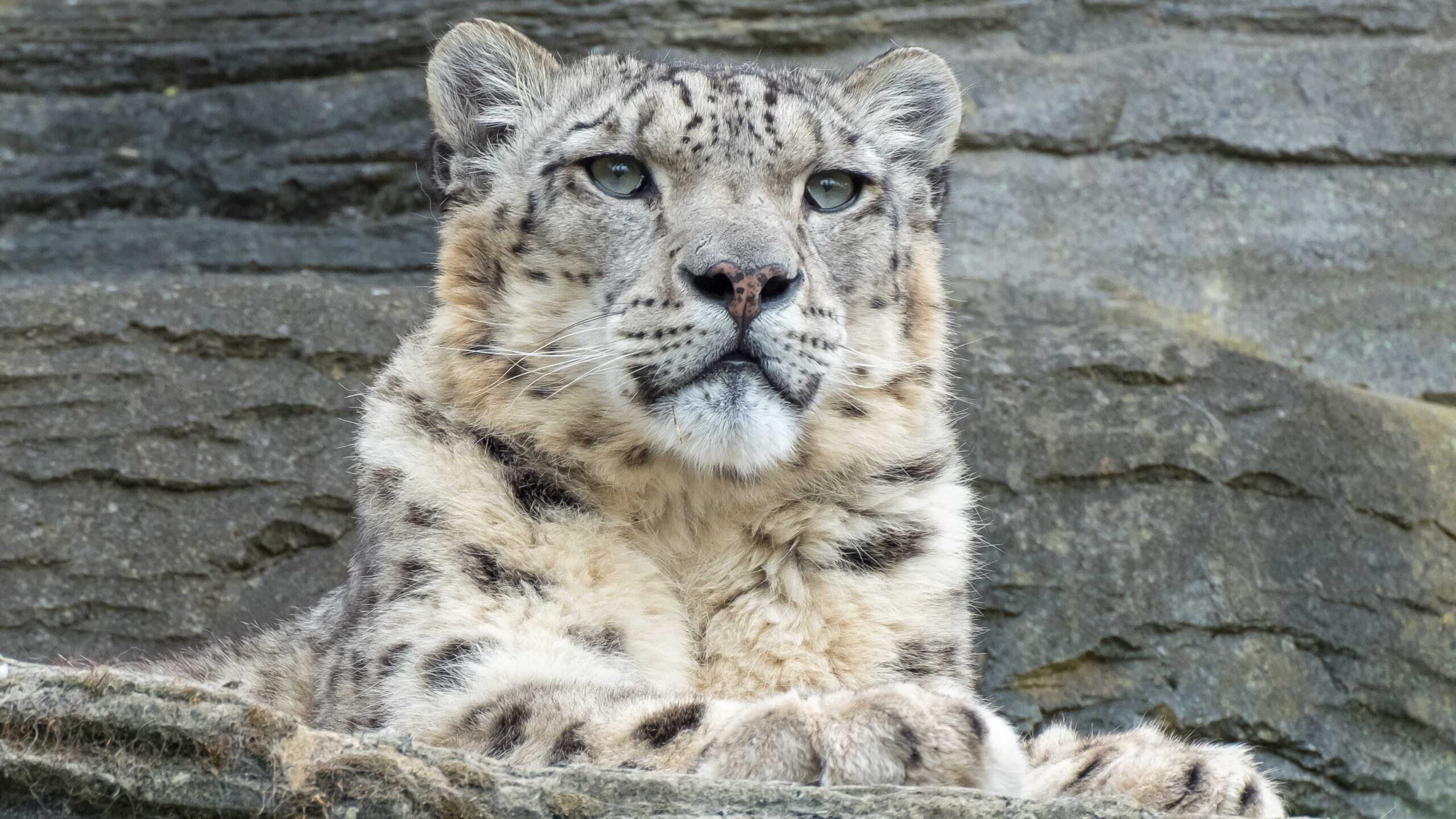 Leopardo-delle-nevi