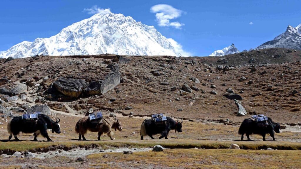 Yak Valle del Khumbu