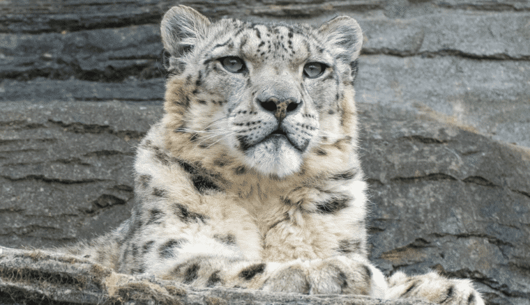 leopardo-delle-nevi-diversità-biologica