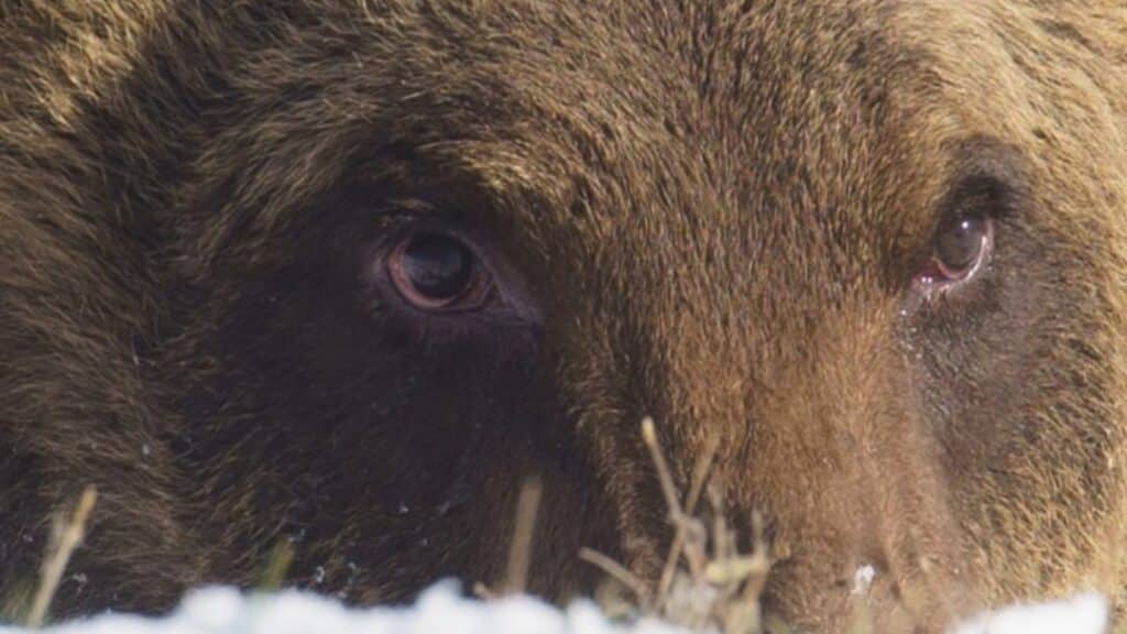orso-juan-carrito
