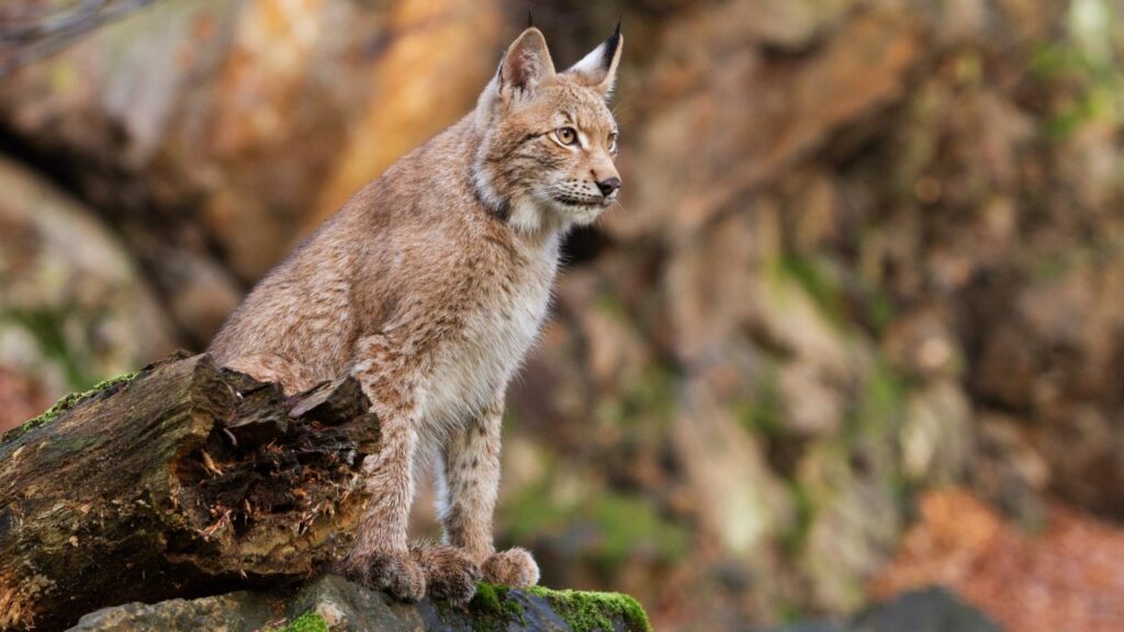 lince