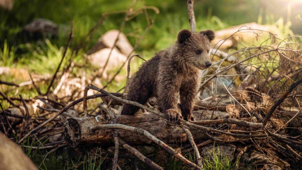 fauna-selvatica-in-italia