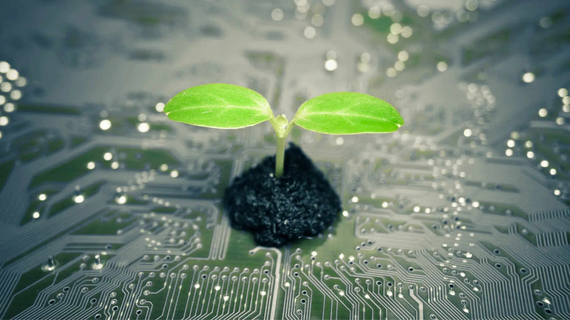Intelligenza artificiale e satelliti NASA, così si calcola quanta CO2 catturano gli alberi in Africa