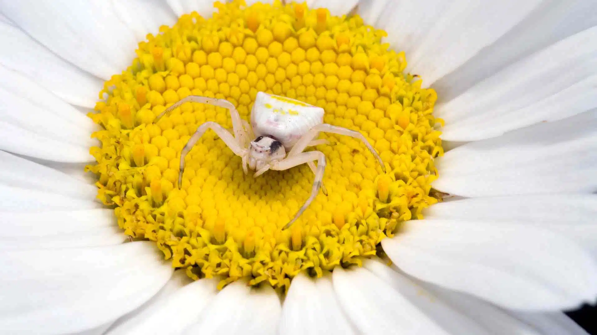 Il ragno dei fiori che vive tra i pascoli montani