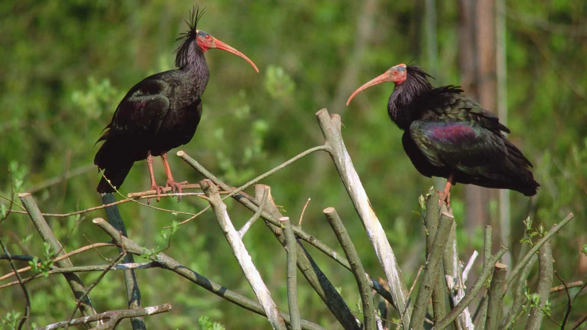 Le rotte migratorie dell’Ibis eremita si spostano dalle Alpi a causa del cambiamento climatico