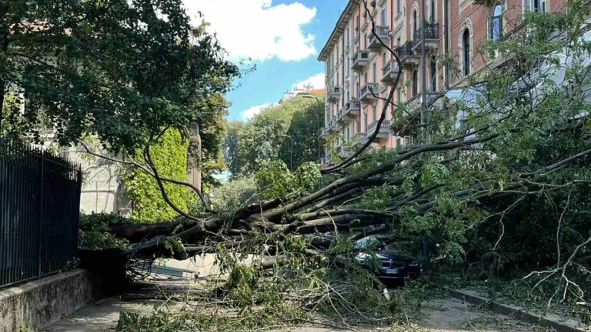 In Puglia quasi 1.700 interventi per alberi caduti nel 2025. Coldiretti: “E’ emergenza” In Puglia quasi 1.700 interventi per alberi caduti nel 2025. Coldiretti: “E’ emergenza”
