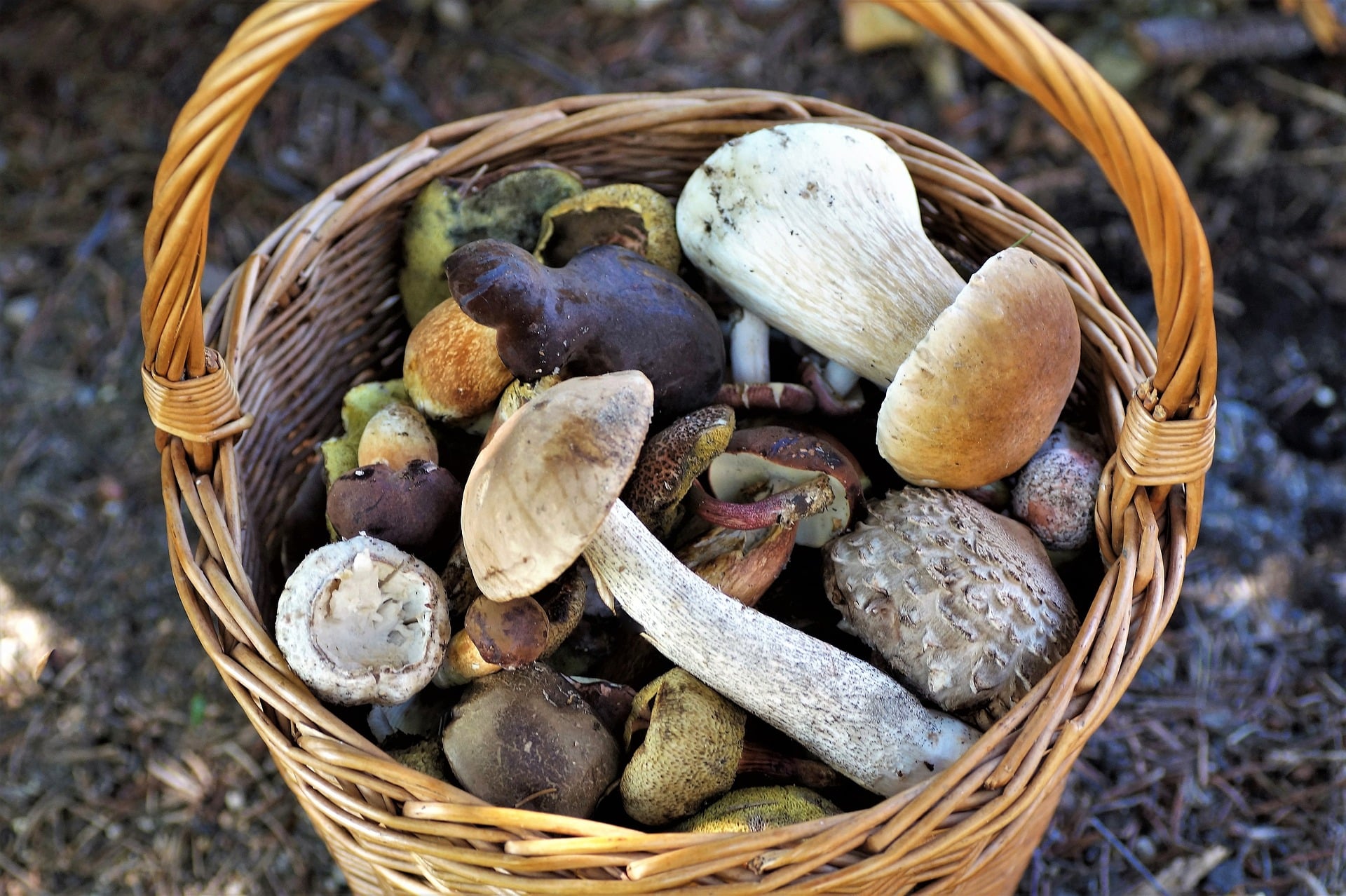 Cesta di funghi. Foto Pixabay