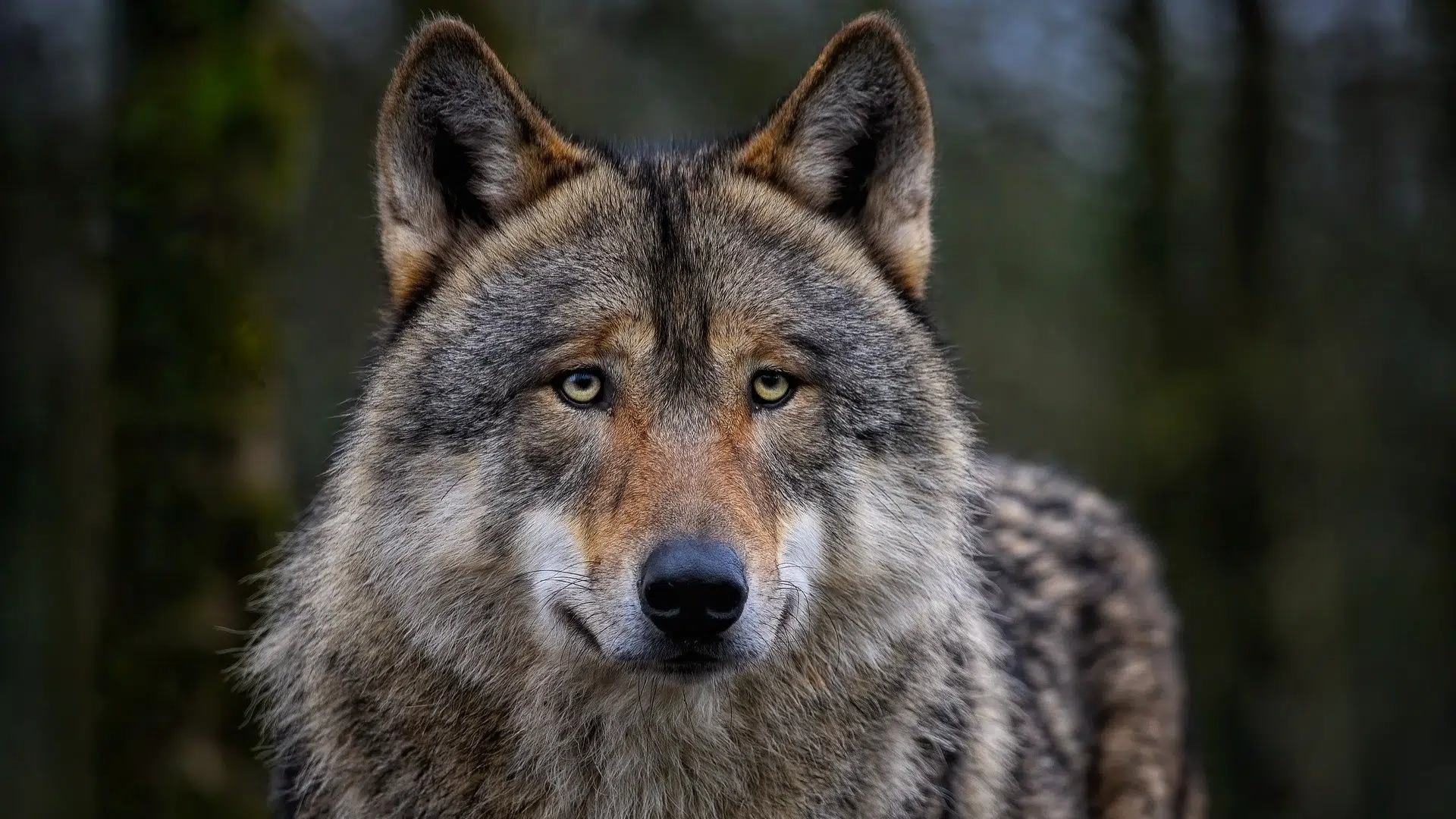 Le otto montagne è uno dei film più imprevedibilmente sensibili