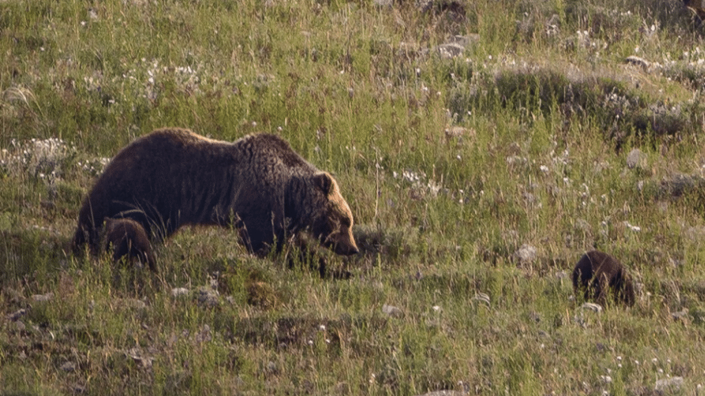 L'orsa Amarena con i suoi cuccioli. Foto Facebook PNALM