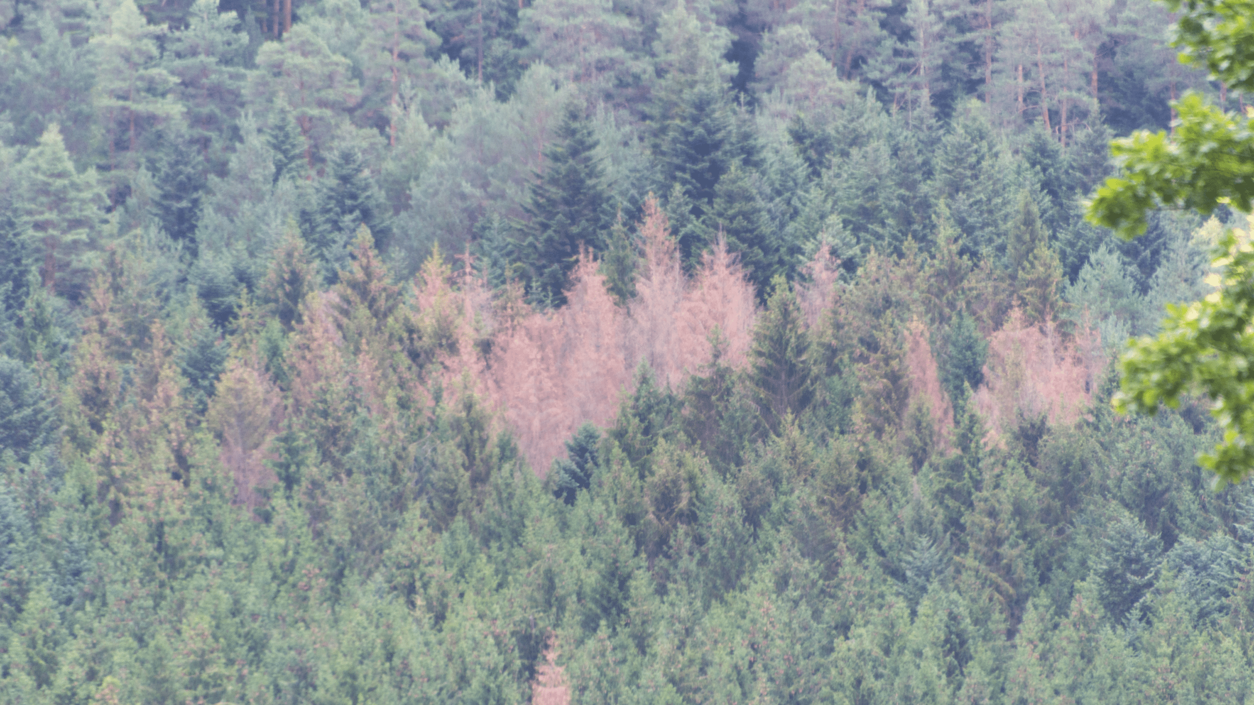 Foresta attaccata dal bostrico. Foto Wikimedia Commons