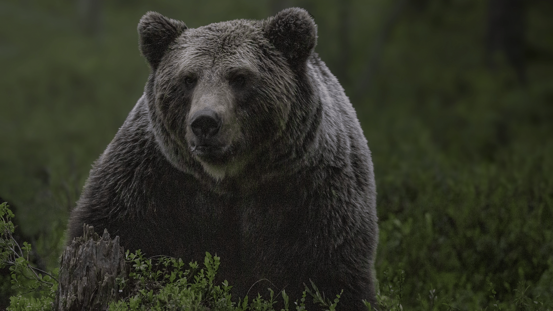 Orso bruno. Foto Pixabay