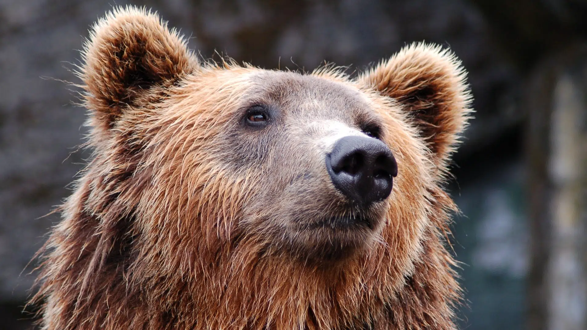 Alaska, torna la settimana dell’orso grasso