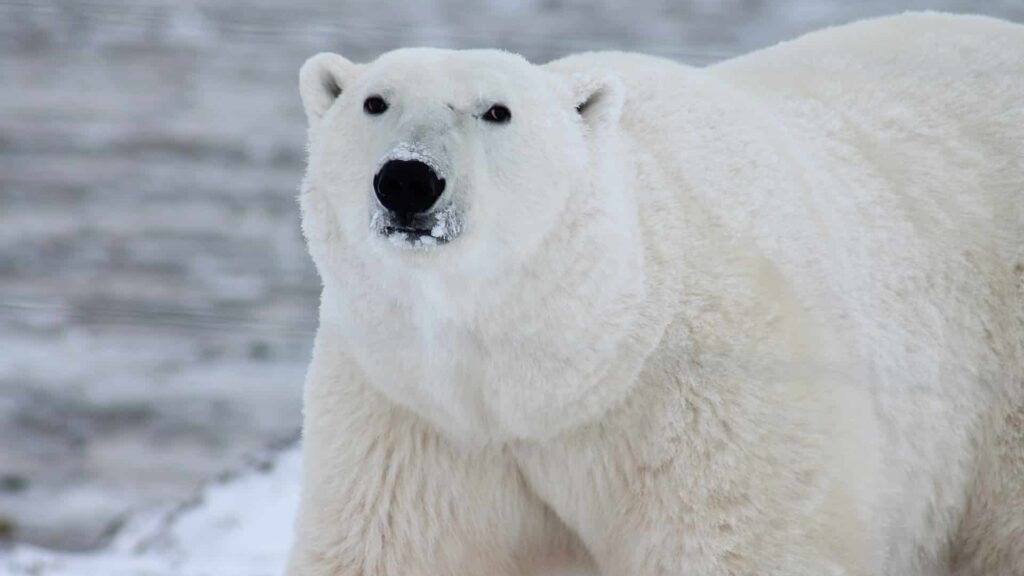 orso Polare. Foto Pixabay