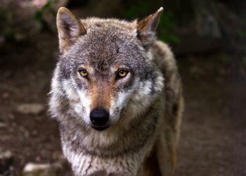 Lupo: 4 nuovi cuccioli sulle montagne bergamasche