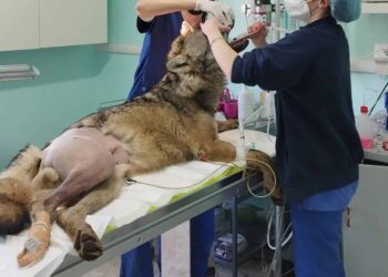 La nuova vita del lupo Elwood, da Savona alla riconquista delle Alpi