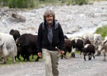 Yak anti-lupo, il progetto sostenuto da Reinhold Messner per allontanare i predatori e attirare i turisti