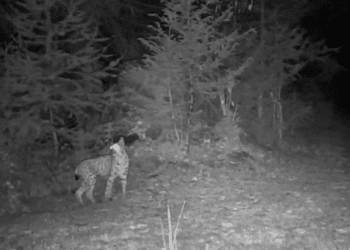 Avvistata una lince nel Parco del Gran Paradiso!​