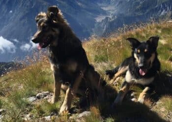 Uccisi a fucilate i cani del rifugio Lago Verde. Si cerca responsabile