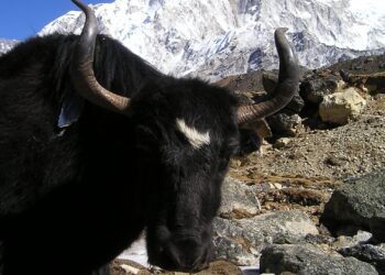 Yak: sulle Alpi scacciano i lupi, in Himalaya sono una preda