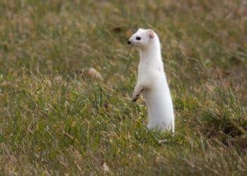 Animali del colore sbagliato: cambiamenti climatici e mimetismo