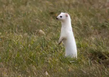 Animali del colore sbagliato: cambiamenti climatici e mimetismo