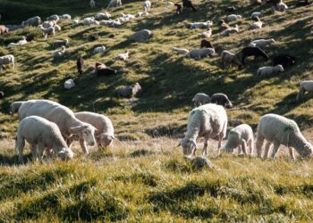 Ortovox Swisswool, prodotto dalla natura