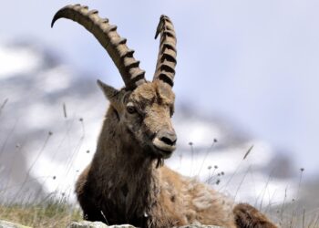 Monviso: manca la neve e diminuiscono gli stambecchi