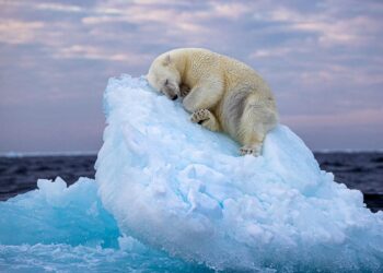 Un orso bianco dorme su un iceberg alla deriva, il simbolo di una natura fragile