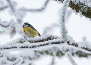 Come trascorrono l’inverno gli animali in montagna?