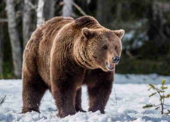Ucciso l’orso M90, considerato pericoloso per l’essere umano